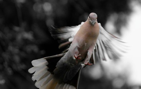 Птица с белыми крыльями