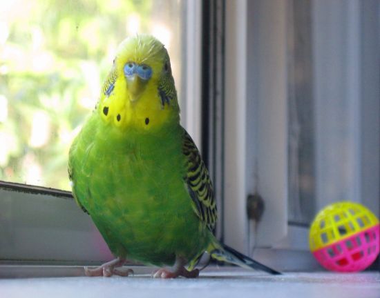 Волнистый попугай зеленый