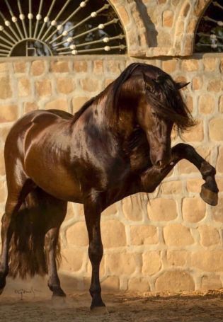 Лошадь коричневая с черной гривой