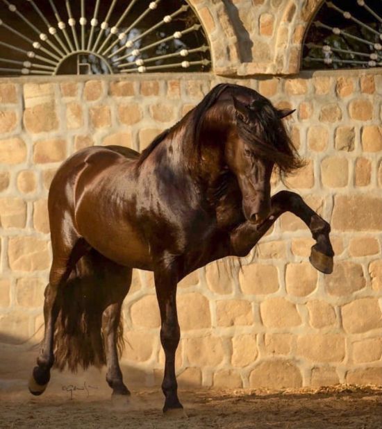 Лошадь коричневая с черной гривой