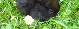 Черный пушистый кролик