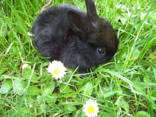 Черный пушистый кролик