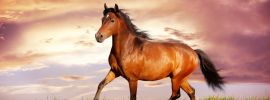 Конь коричневого цвета