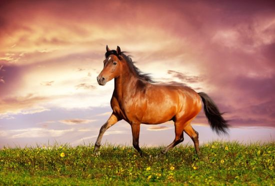 Конь коричневого цвета