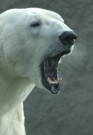 Свирепый белый медведь