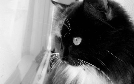 Котята черно белые пушистые