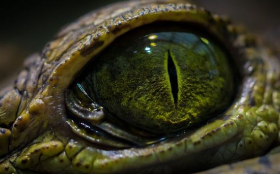 Зеленые глаза змеи