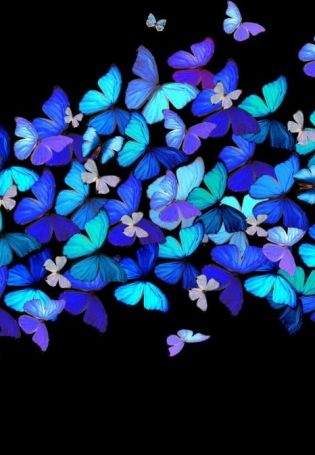 Маленькие синие бабочки