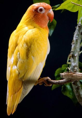 Желтый попугай