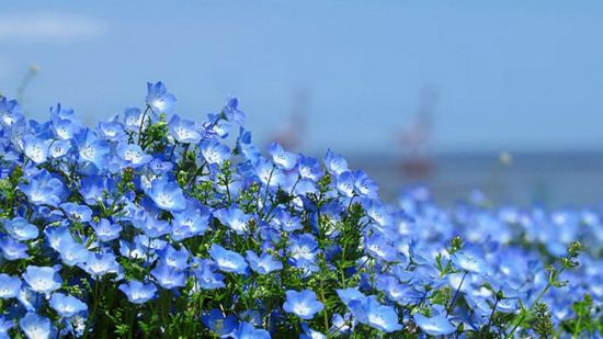 Поляна с голубыми цветами