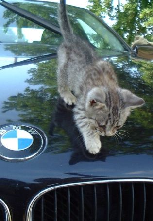 Котик в машине