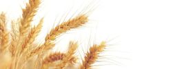 Сноп колосьев пшеницы