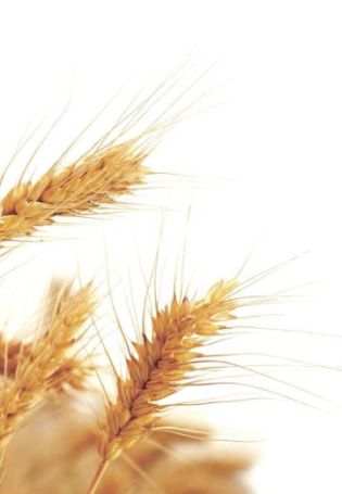 Сноп колосьев пшеницы