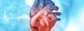 Анатомическое сердце человека
