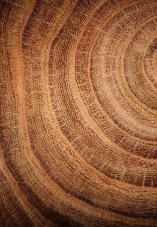 Граб текстура древесины