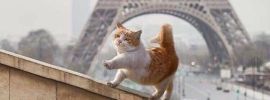 Кот в париже