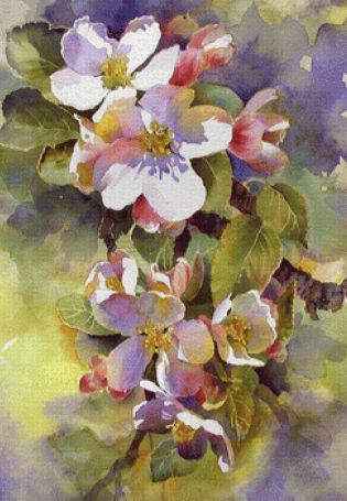 Цветы яблони акварелью