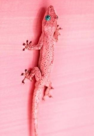 Розовая ящерица