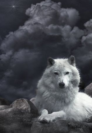 Красивая волчица