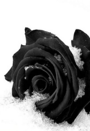 Черные розы на белом снегу