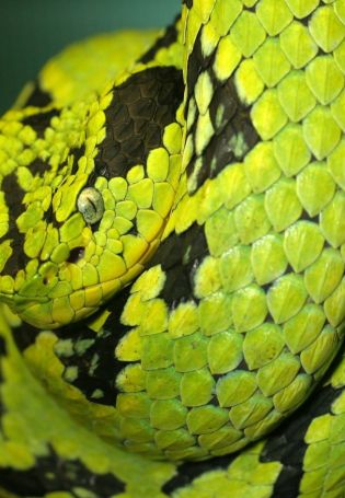 Змея зеленая с желтыми пятнами