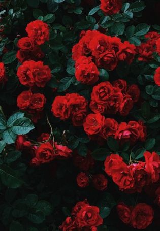 Красные розы эстетика
