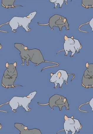 Голубые крысы