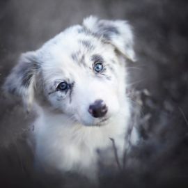 Собака серая с голубыми глазами