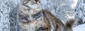 Сибирский лесной кот