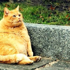 Рыжий толстый кот