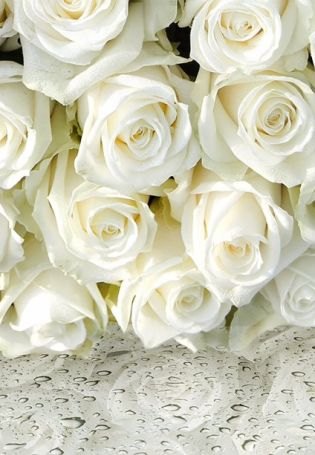 Фон белые розы
