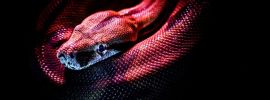 Змея с красными полосками