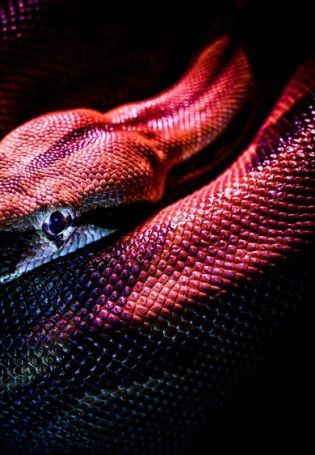 Змея с красными полосками