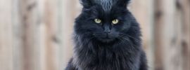 Черный пушистый кот порода