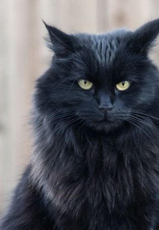 Черный пушистый кот порода