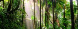 Тропические леса африки