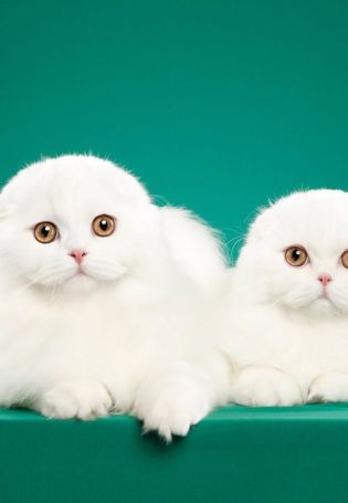 Вислоухий белый кот