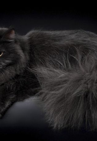 Черный сибирский кот