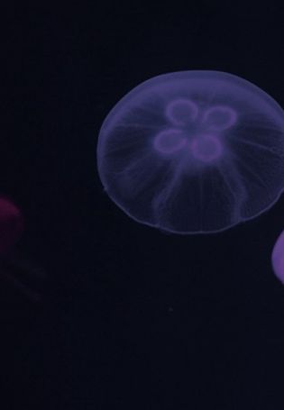 Красная медуза в черном море