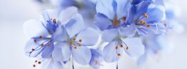 Маленькие синие цветочки весной