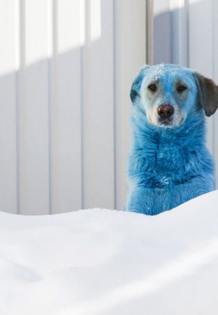 Голубая собака порода