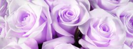 Роза фиолетовая мечта