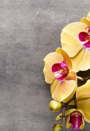 Орхидея голден брик