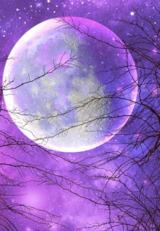 Сирень фиолетовая ночь
