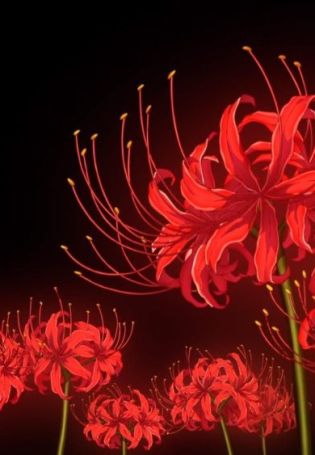 Цветок хиганбана