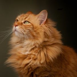 Рыжий пушистый кот порода