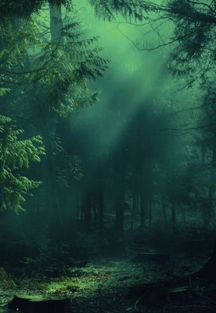 Темный дремучий лес