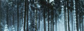 Зимний сосновый лес
