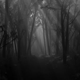 Туман мрачный лес