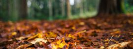 Опавшая осенью листва в лесу